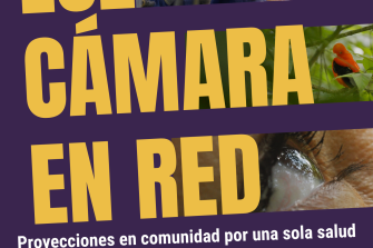 Luz, cámara, en red